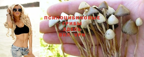 гашик Новокубанск